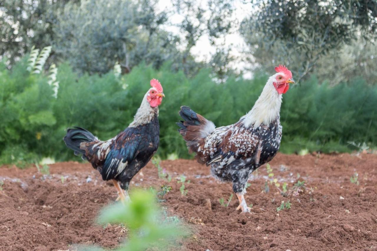 Paolottavia Daire Monopoli Dış mekan fotoğraf