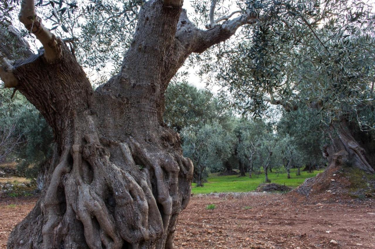 Paolottavia Daire Monopoli Dış mekan fotoğraf